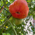 Slicing Tomato Seeds - Mr. Stripey - Sow True Seed