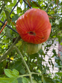 Slicing Tomato Seeds - Mr. Stripey - Sow True Seed