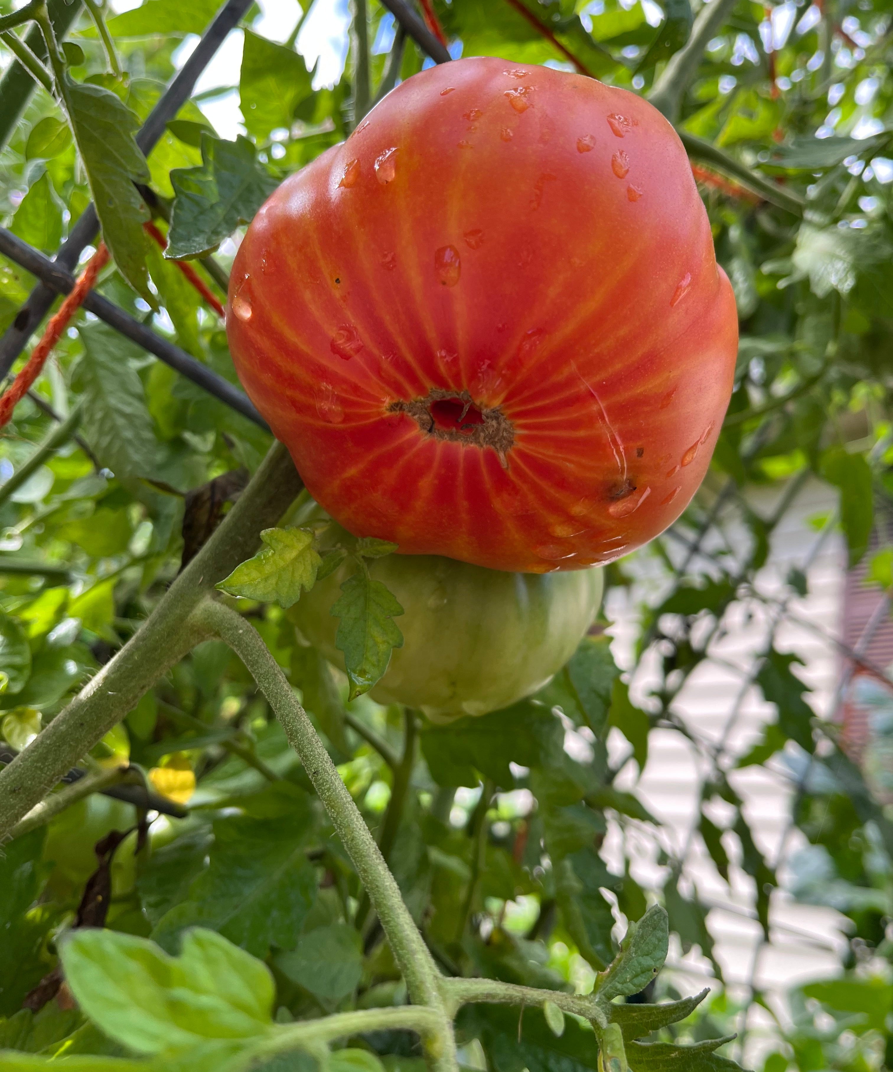 Slicing Tomato Seeds - Mr. Stripey - Sow True Seed