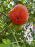Slicing Tomato Seeds - Mr. Stripey