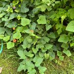 Loretta Blue Sweet Potato Slips - Sow True Seed