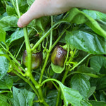 Sweet Pepper Seeds - Purple Beauty - Sow True Seed