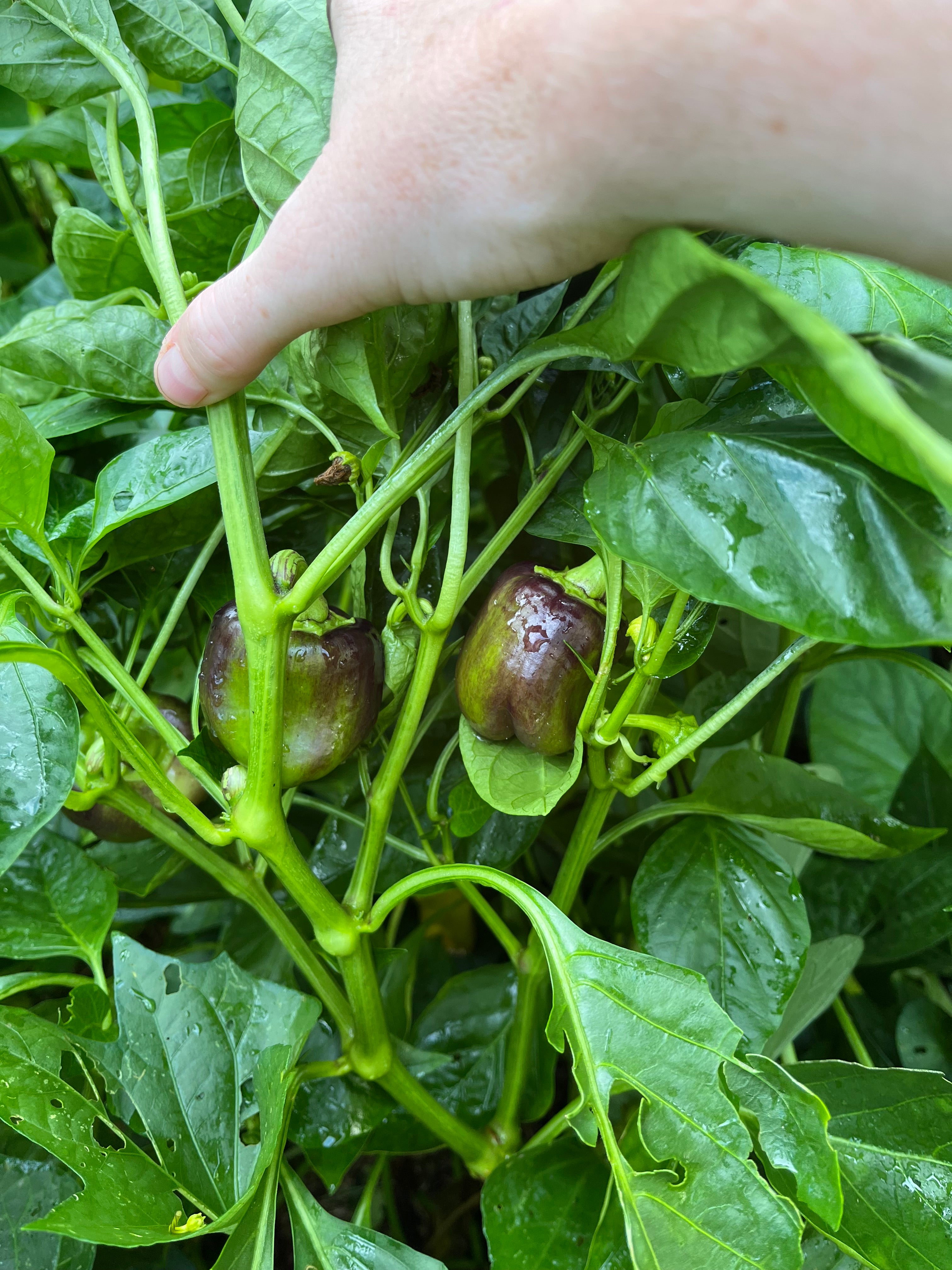 pepper plant seeds Purple Beauty Bell Pepper Seeds | Sow True Seed