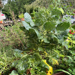 Brussels Sprouts Seeds - Long Island Improved - Sow True Seed