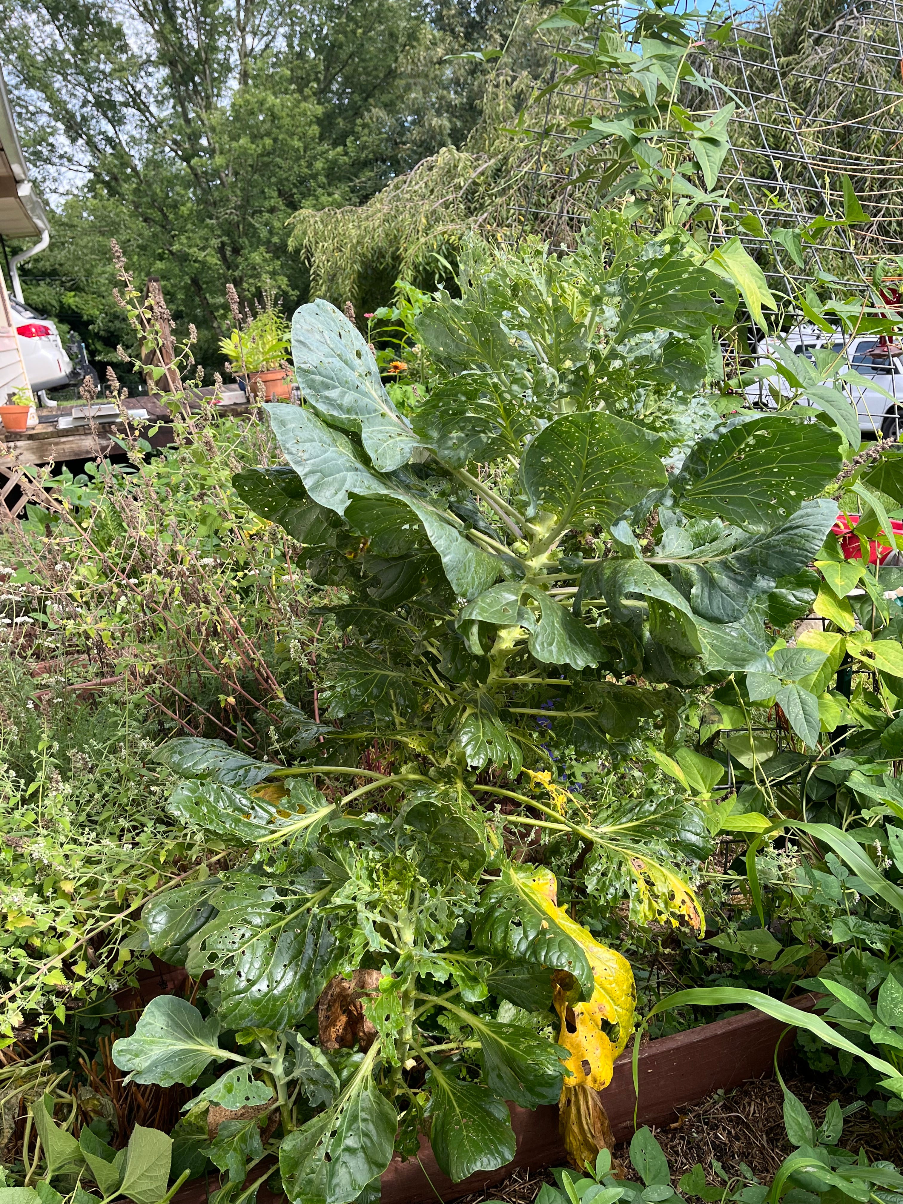 Brussels Sprouts Seeds - Long Island Improved - Sow True Seed