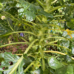 Brussels Sprouts Seeds - Long Island Improved - Sow True Seed