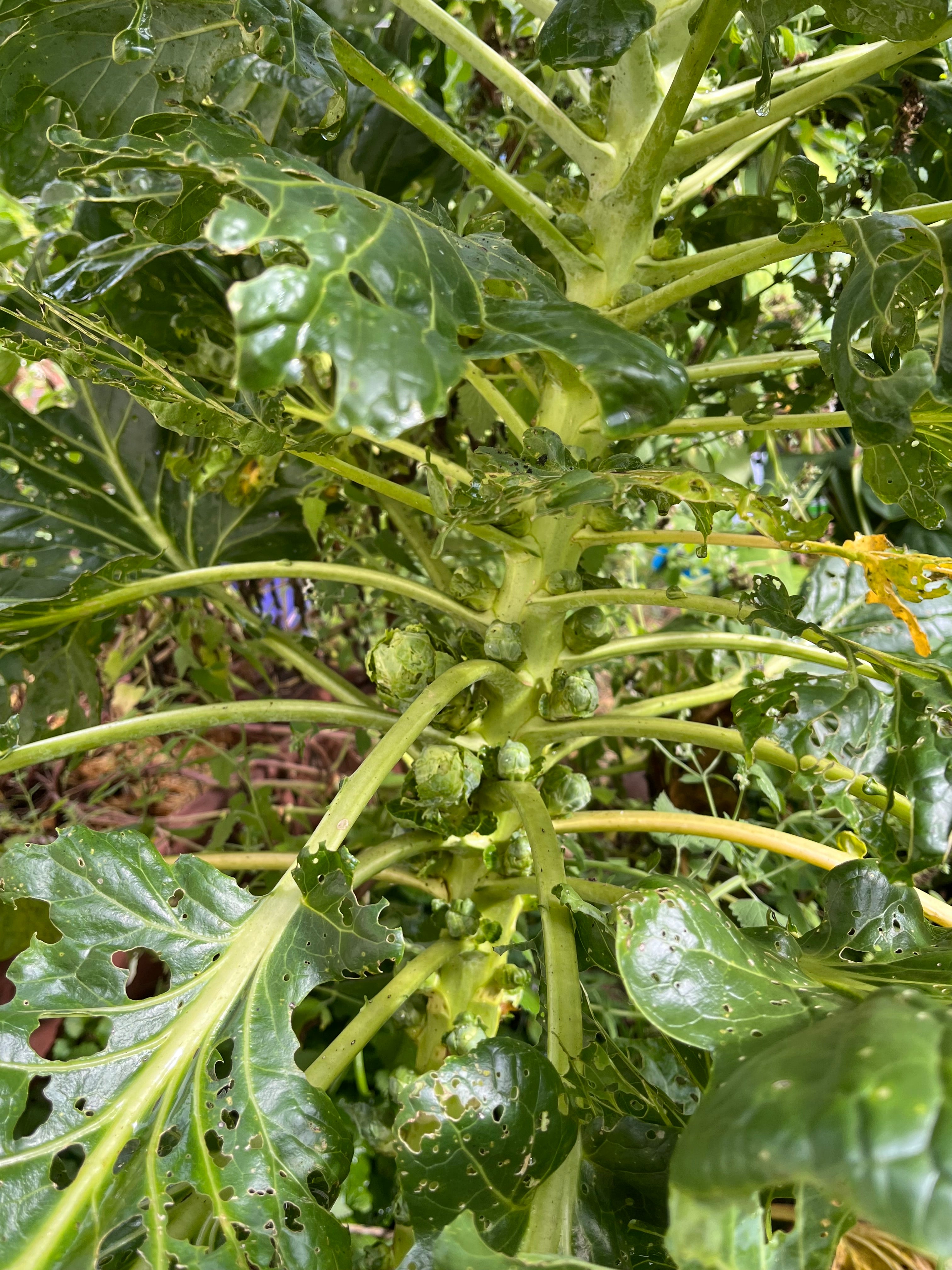 Brussels Sprouts Seeds - Long Island Improved - Sow True Seed