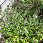 Catnip Seeds - Sow True Seed