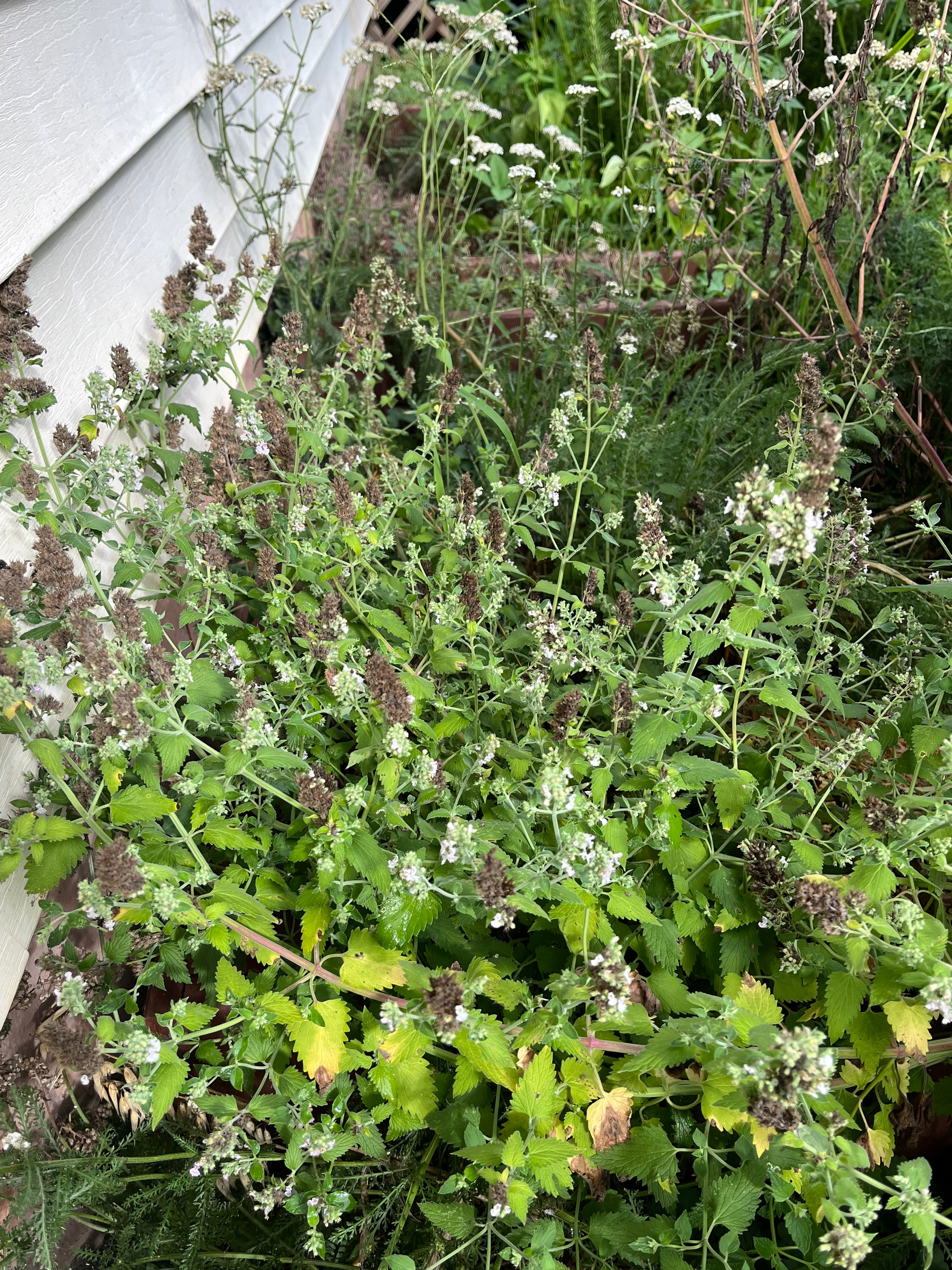 Catnip Seeds - Sow True Seed