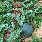 Watermelon Seeds - Sugar Baby - Sow True Seed