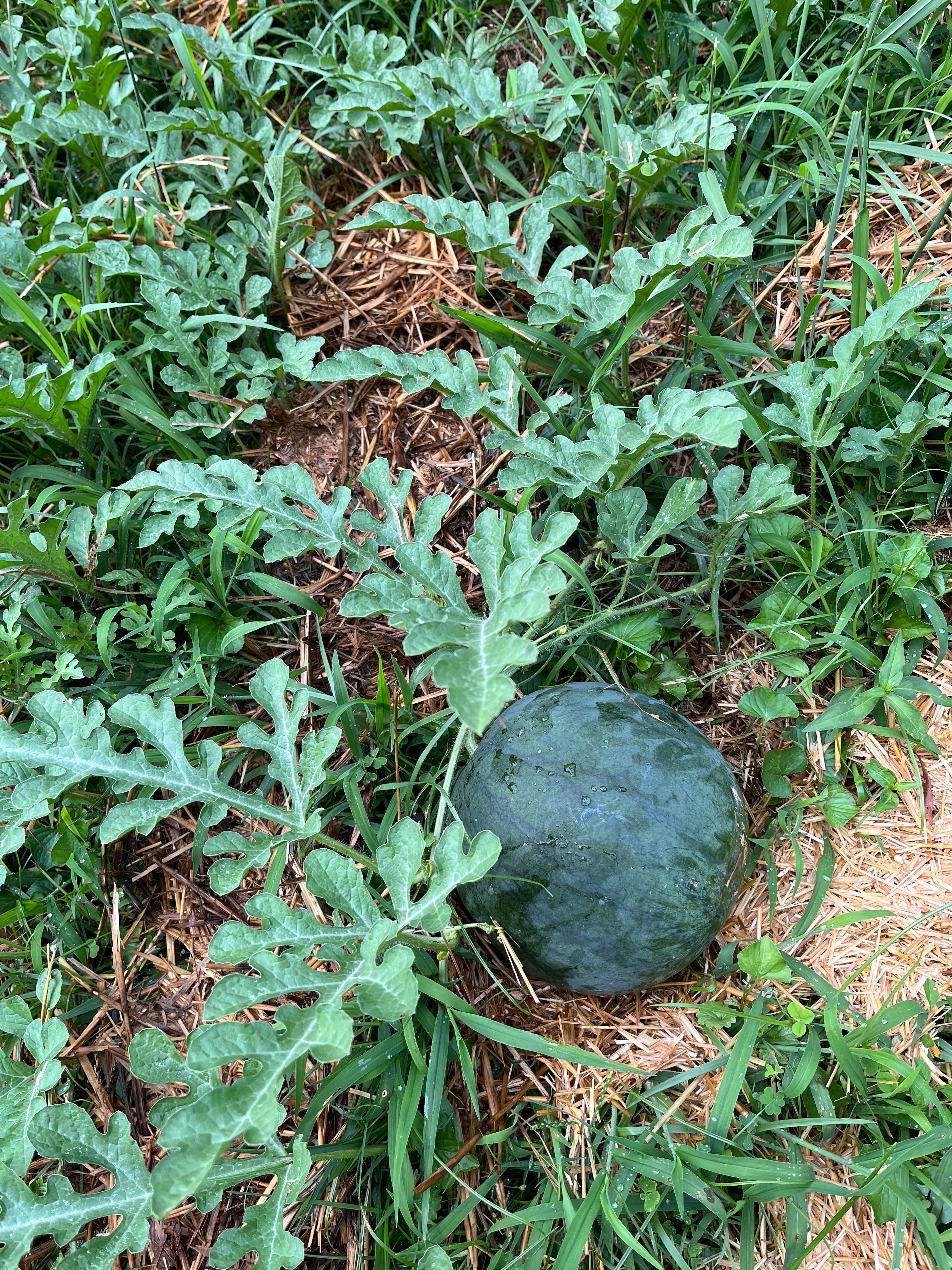 which watermelon seeds to plant Sugar Baby Watermelon Seeds | Sow True Seed