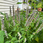 Anise Hyssop Seeds - Sow True Seed
