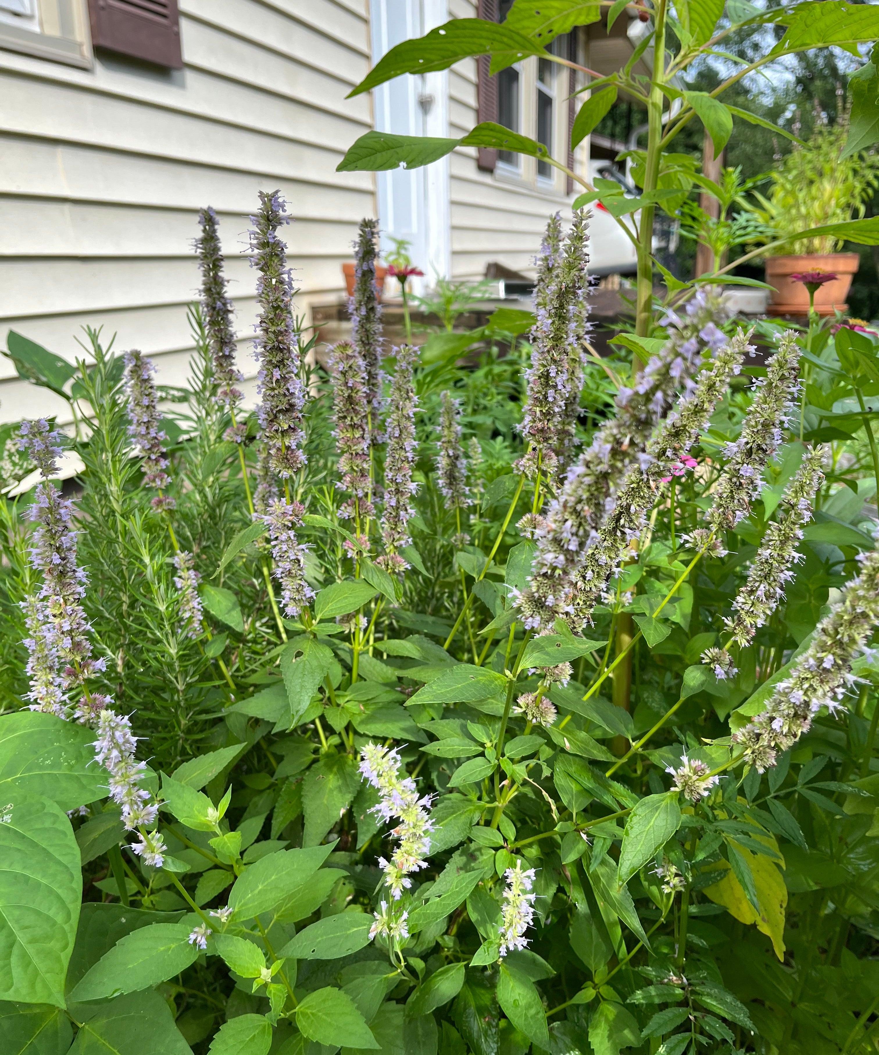 Anise Hyssop Seeds - Sow True Seed