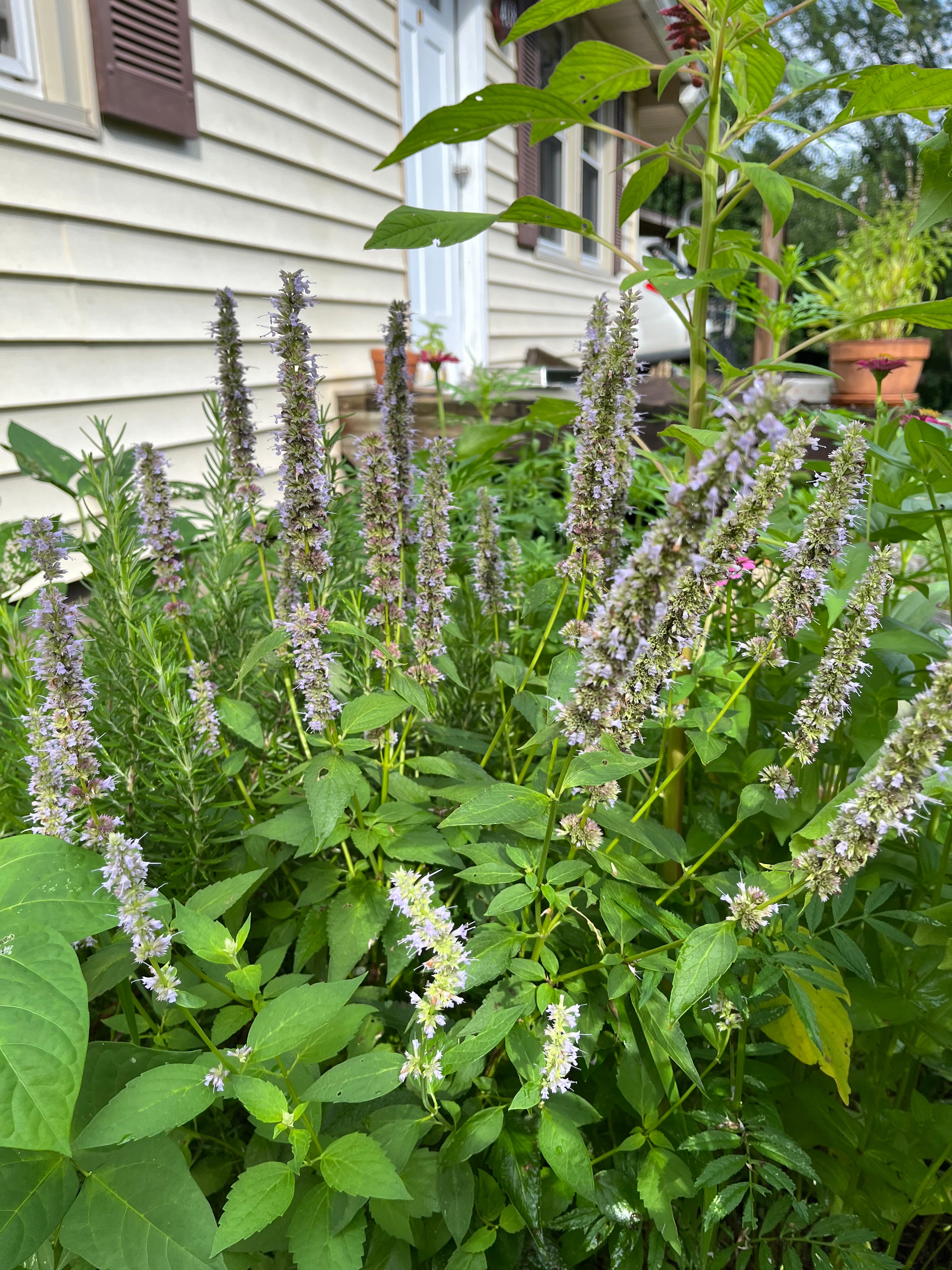 anise hyssop seeds planting Herb Seeds - Anise Hyssop | Sow True Seed