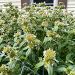 Mountain Mint Seeds - Clustered - Sow True Seed