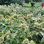 plant in the mint family with healthful seeds nyt Mountain Mint | Sow True Seed