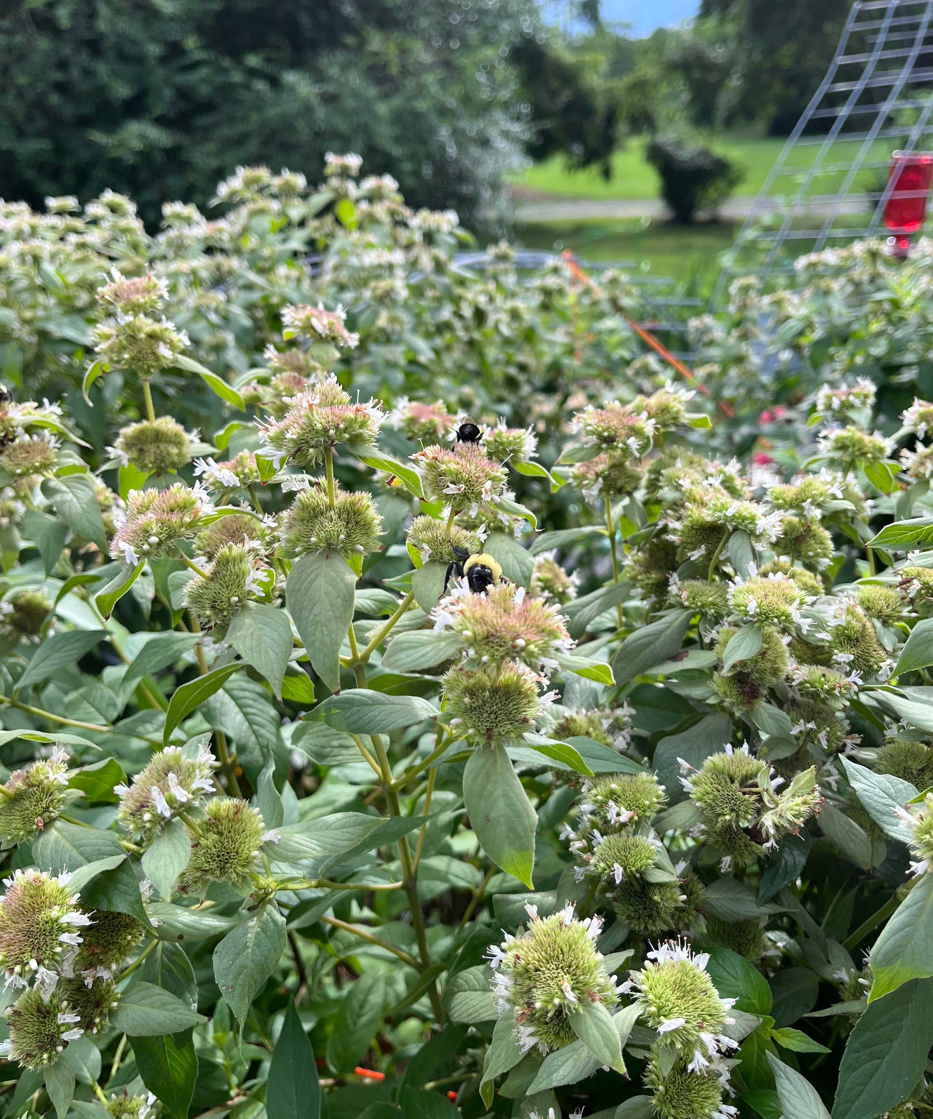 Mountain Mint Seeds - Clustered - Sow True Seed