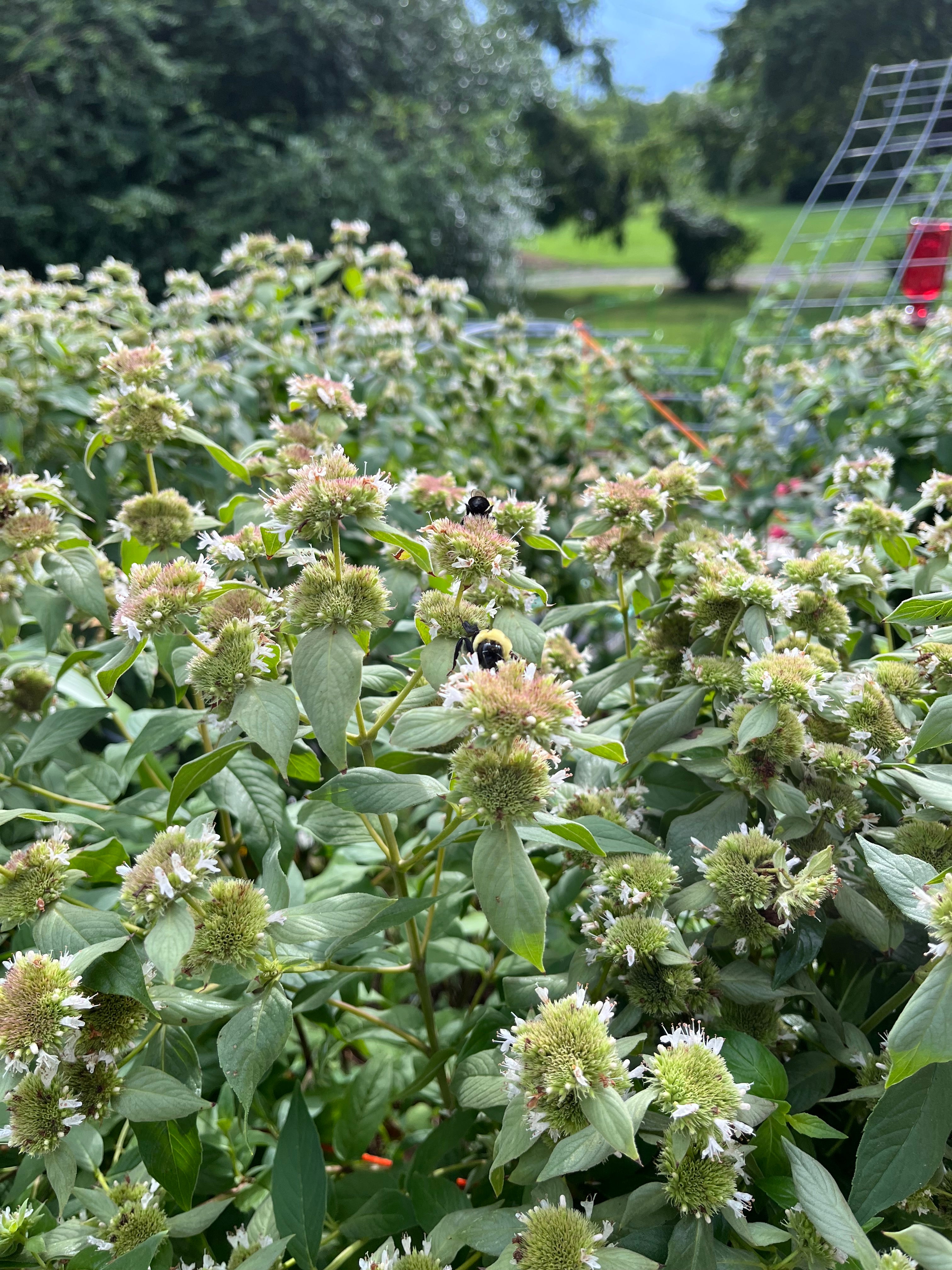 plant in the mint family with helpful seeds nyt Mountain Mint | Sow True Seed