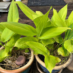 Turmeric Rhizomes - Indira Yellow, 8 oz. - Sow True Seed