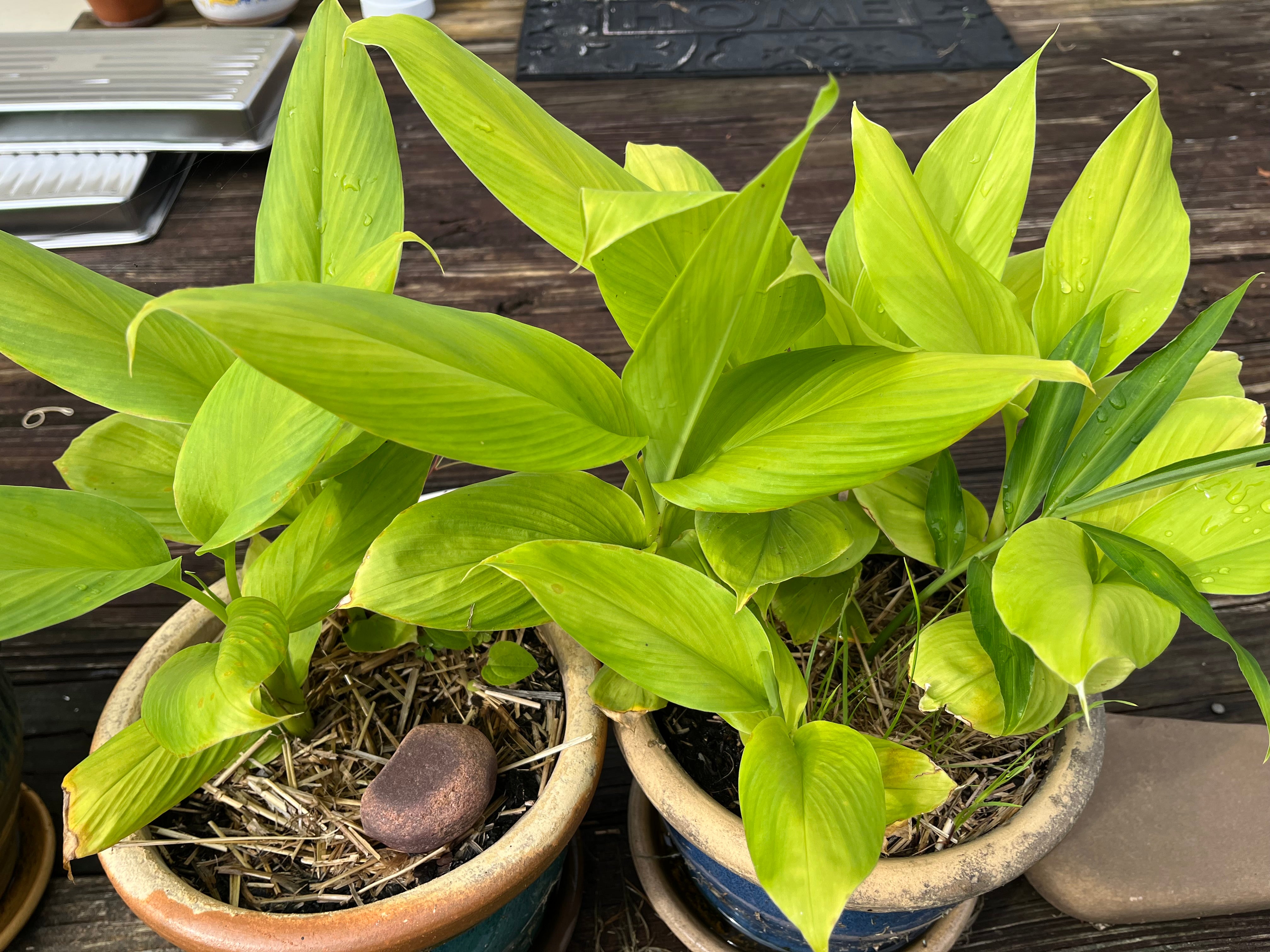 Turmeric Rhizomes - Indira Yellow, 8 oz. - Sow True Seed