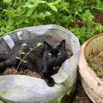 Catnip Seeds - Sow True Seed