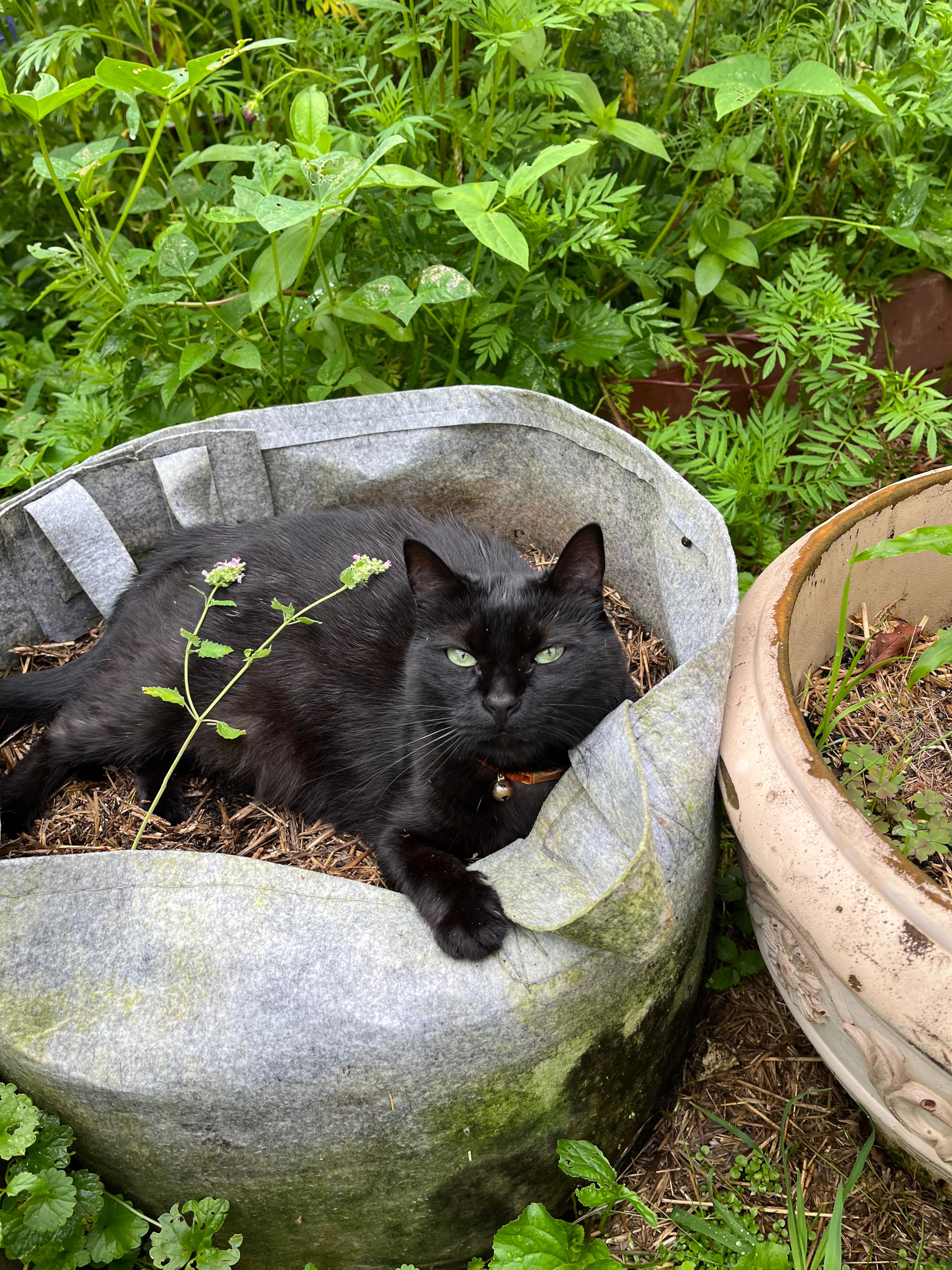 Catnip Seeds - Sow True Seed