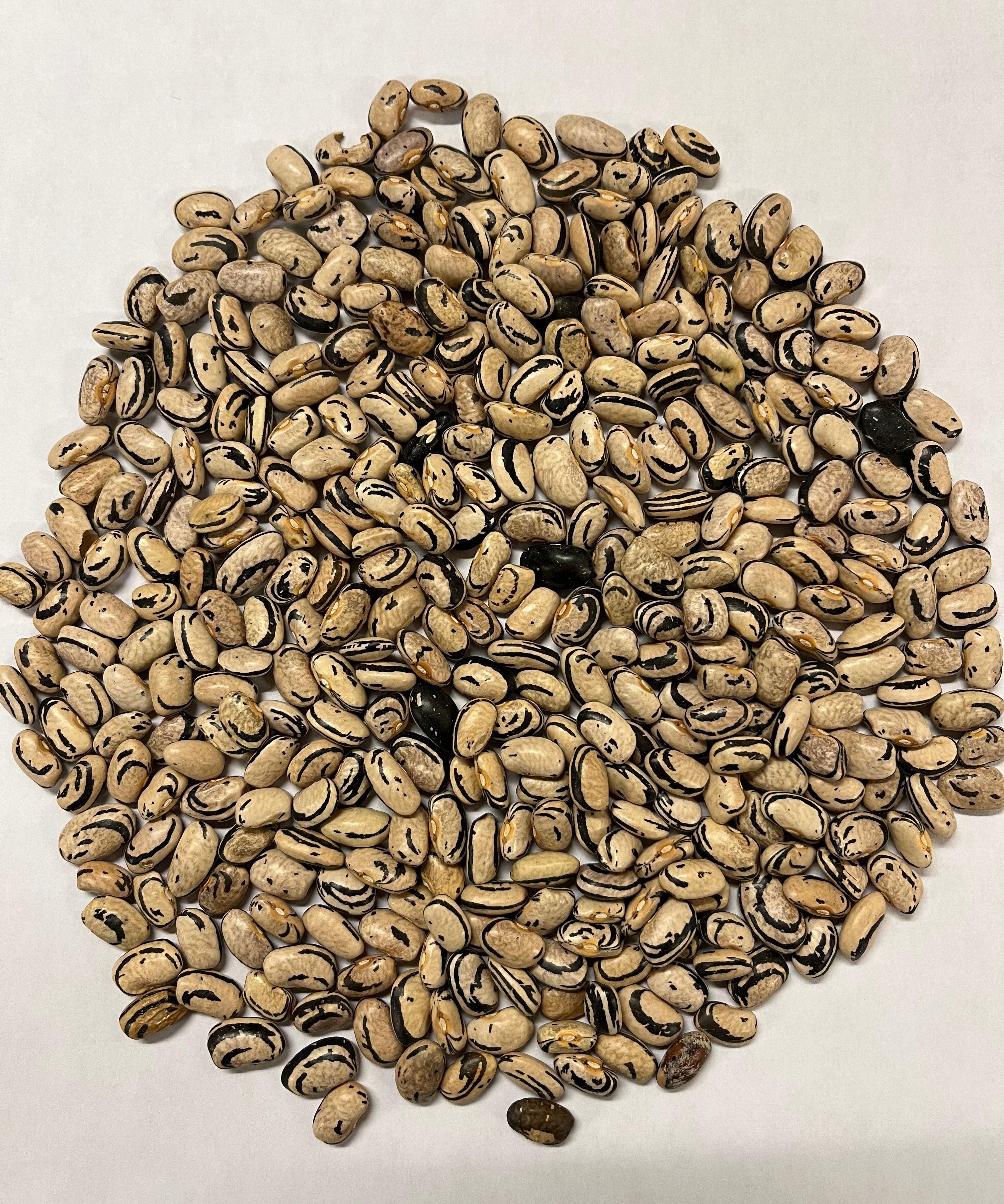 Bush Bean Seeds - Dark Corner - Sow True Seed