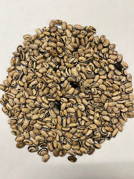 garden corner seeds Dark Corner Bush Bean Seeds