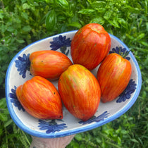 Paste Tomato Seeds - Speckled Roman, ORGANIC - Sow True Seed