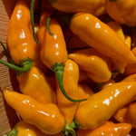 Hot Pepper Seeds - Datil ORGANIC - Sow True Seed