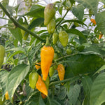 Hot Pepper Seeds - Datil ORGANIC - Sow True Seed