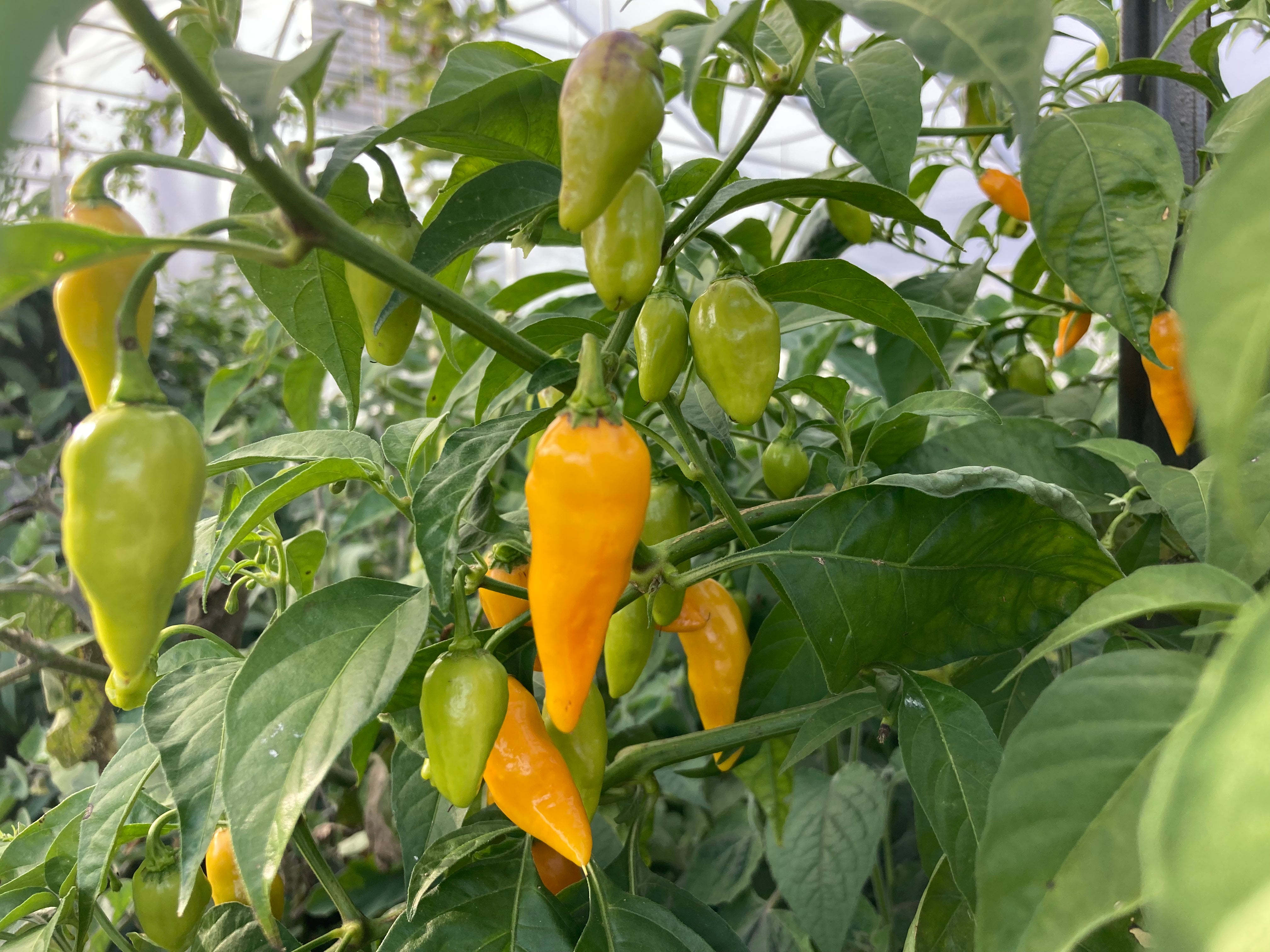 Hot Pepper Seeds - Datil ORGANIC - Sow True Seed
