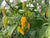 Hot Pepper Seeds - Datil ORGANIC - Sow True Seed