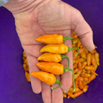 Hot Pepper Seeds - Datil ORGANIC - Sow True Seed