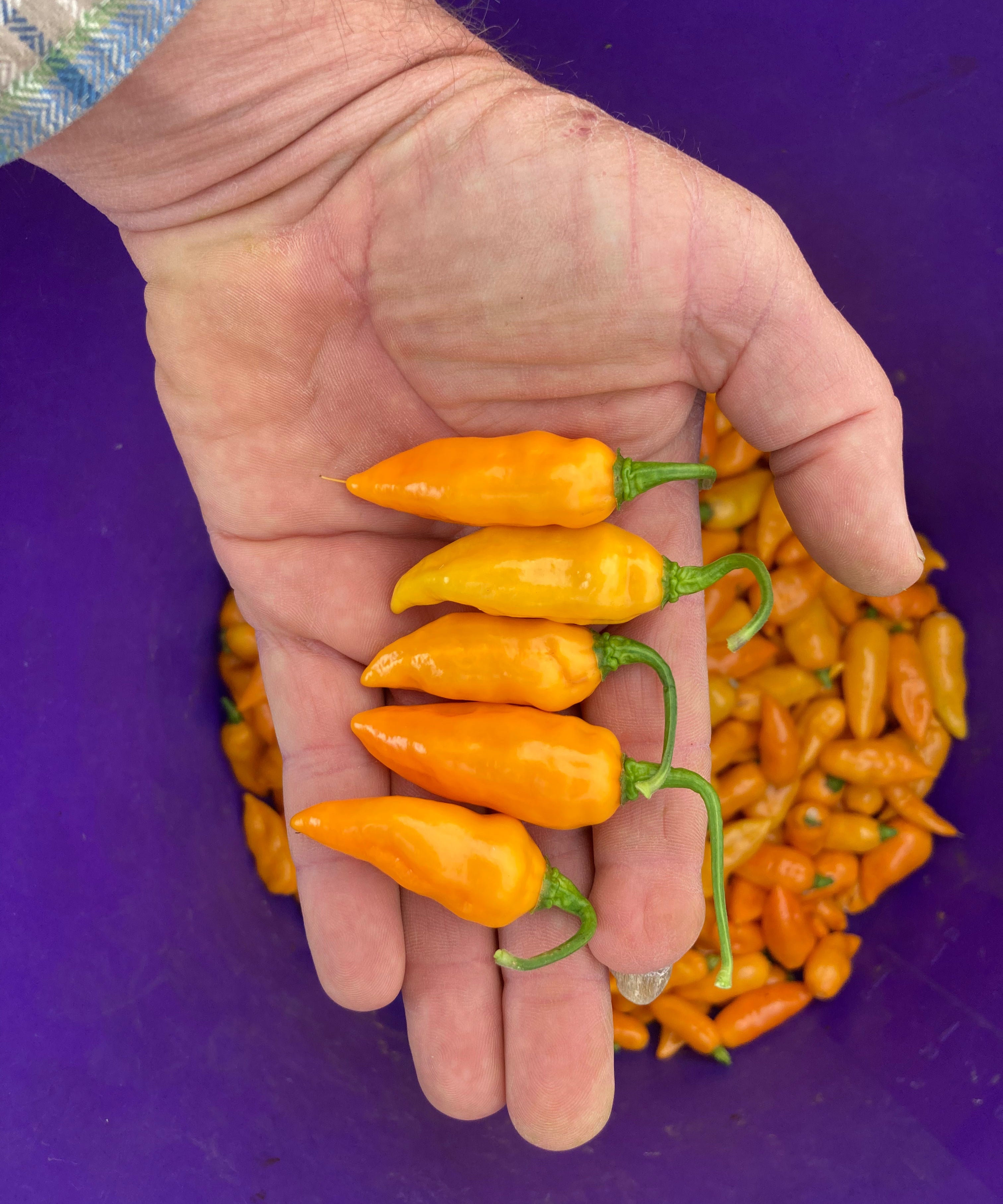 Hot Pepper Seeds - Datil ORGANIC - Sow True Seed