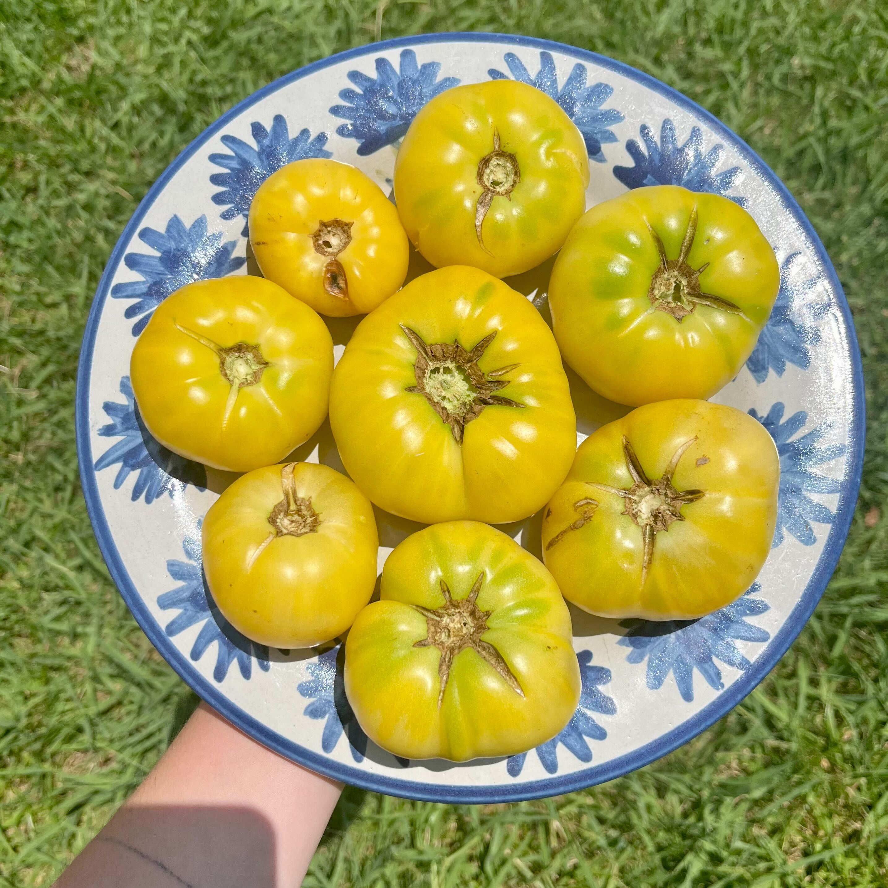 Slicing Tomato Seeds - Fantome du Laos - Sow True Seed