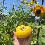 Slicing Tomato Seeds - Fantome du Laos - Sow True Seed