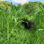 Flint Corn Seeds - Jaguar Priest - Sow True Seed