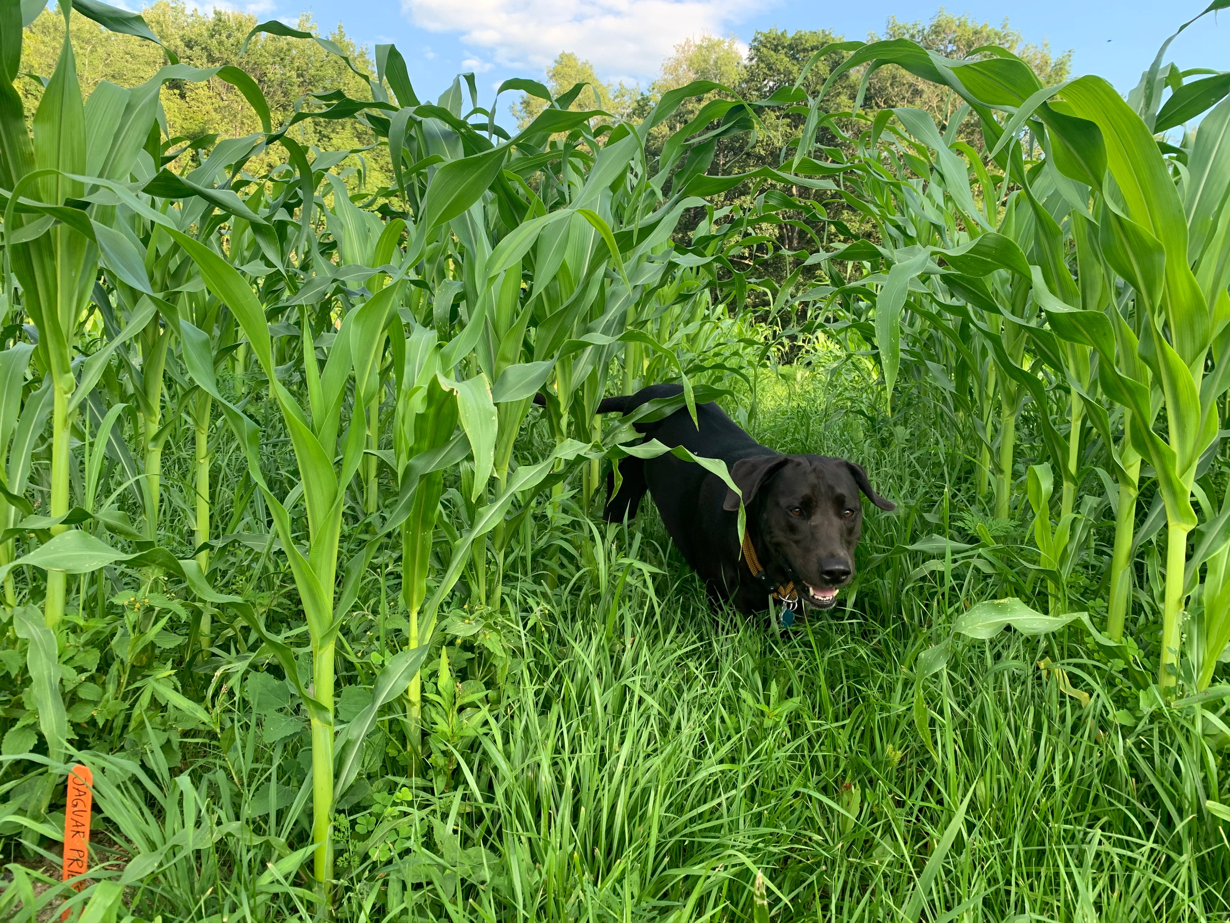 Flint Corn Seeds - Jaguar Priest - Sow True Seed