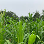 Flint Corn Seeds - Jaguar Priest - Sow True Seed