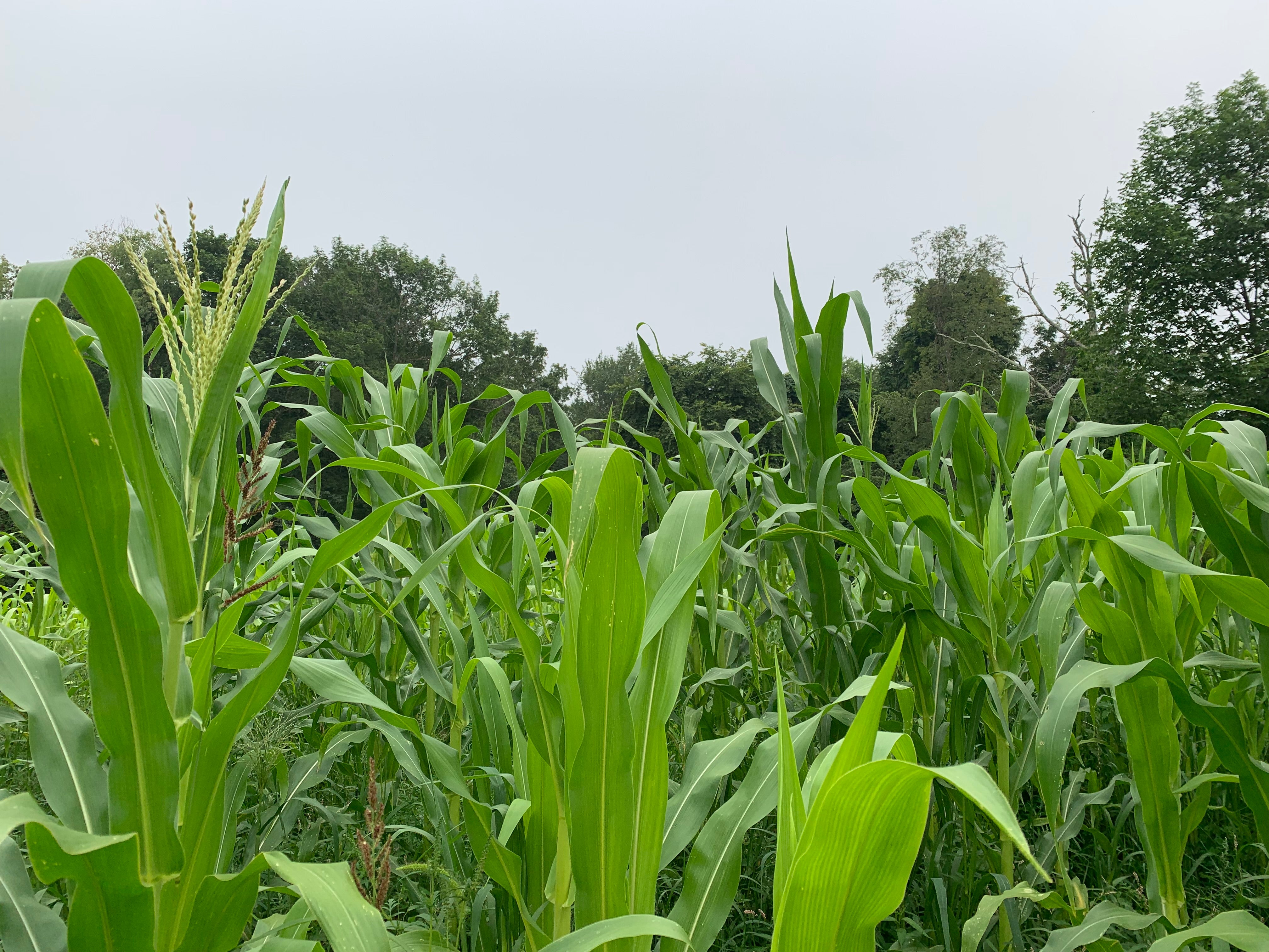 Flint Corn Seeds - Jaguar Priest - Sow True Seed