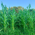Flint Corn Seeds - Jaguar Priest - Sow True Seed