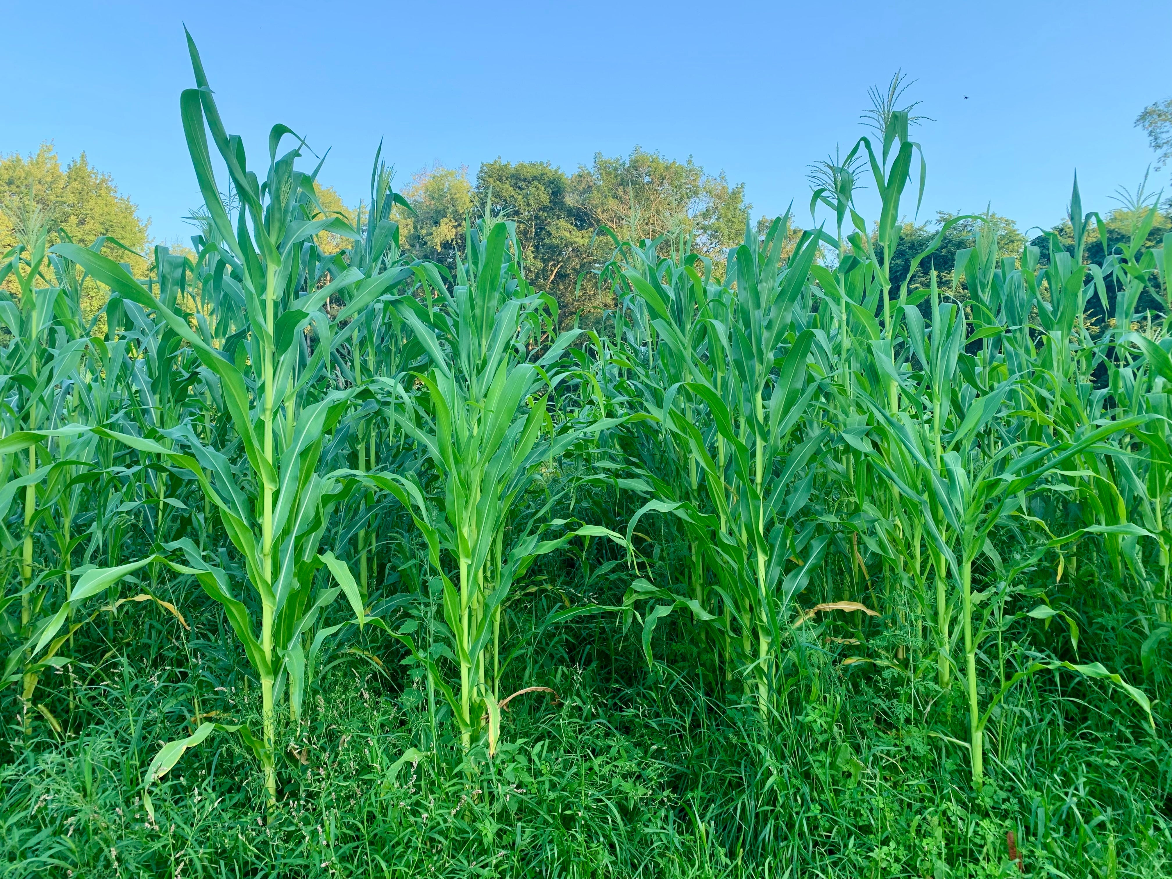 Flint Corn Seeds - Jaguar Priest - Sow True Seed