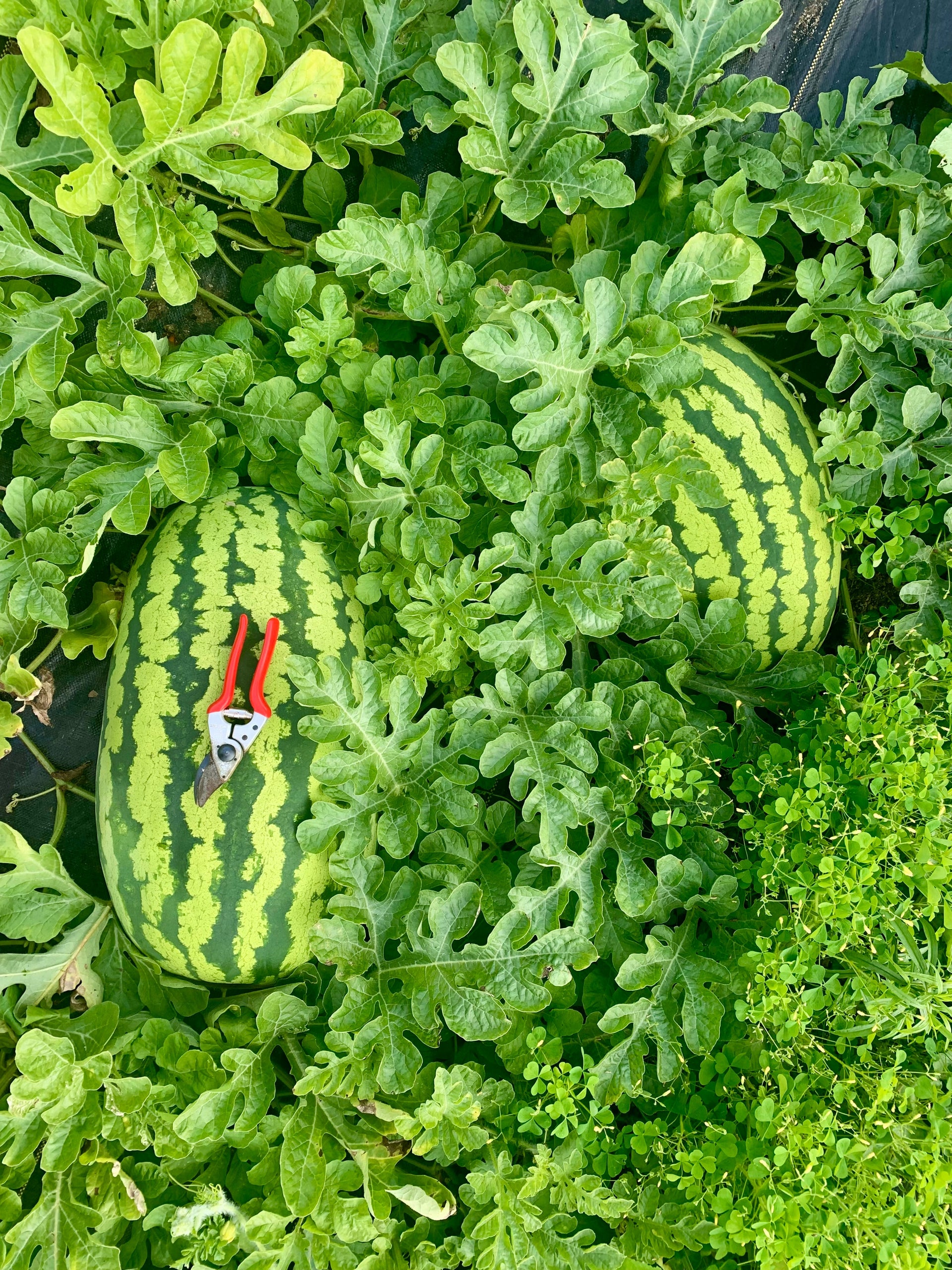 plant watermelons Carolina Cross Watermelon Seeds | Sow True Seed