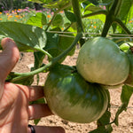 Slicing Tomato Seeds - Blue Ridge Mountain - Sow True Seed