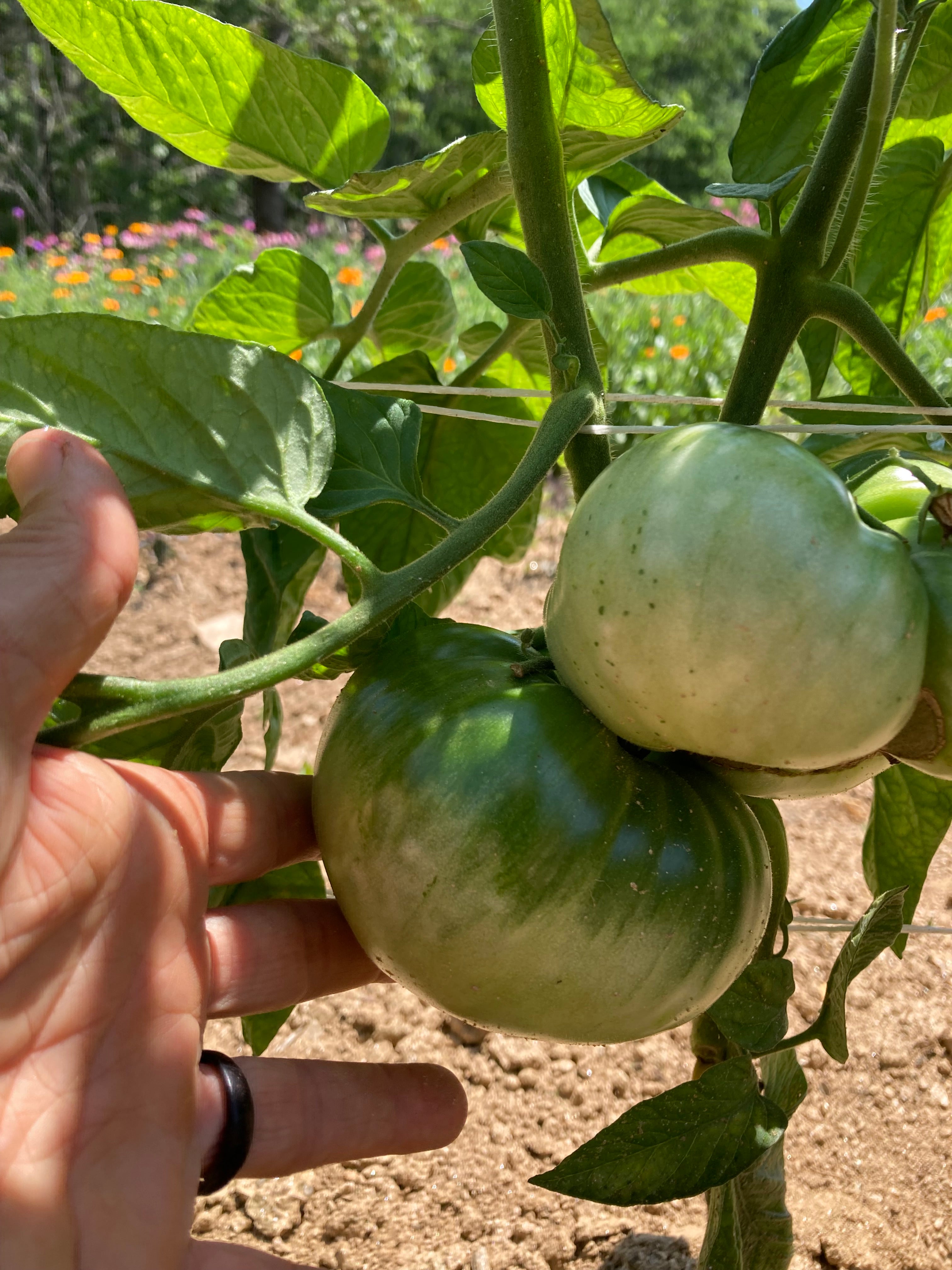 Slicing Tomato Seeds - Blue Ridge Mountain - Sow True Seed