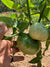 Slicing Tomato Seeds - Blue Ridge Mountain