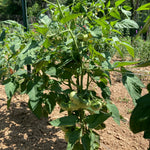 Slicing Tomato Seeds - Blue Ridge Mountain - Sow True Seed
