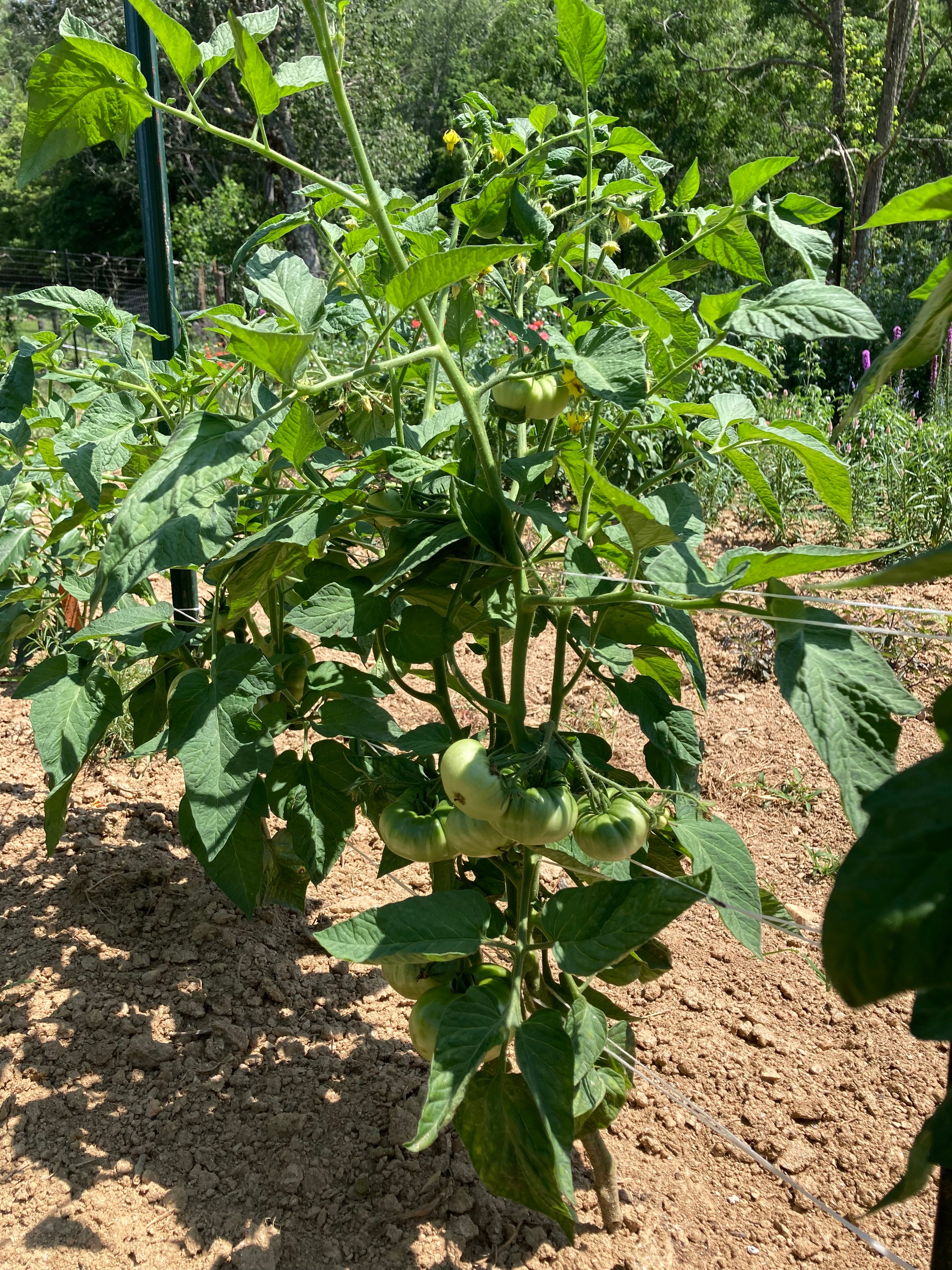 Slicing Tomato Seeds - Blue Ridge Mountain - Sow True Seed