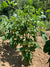 Slicing Tomato Seeds - Blue Ridge Mountain